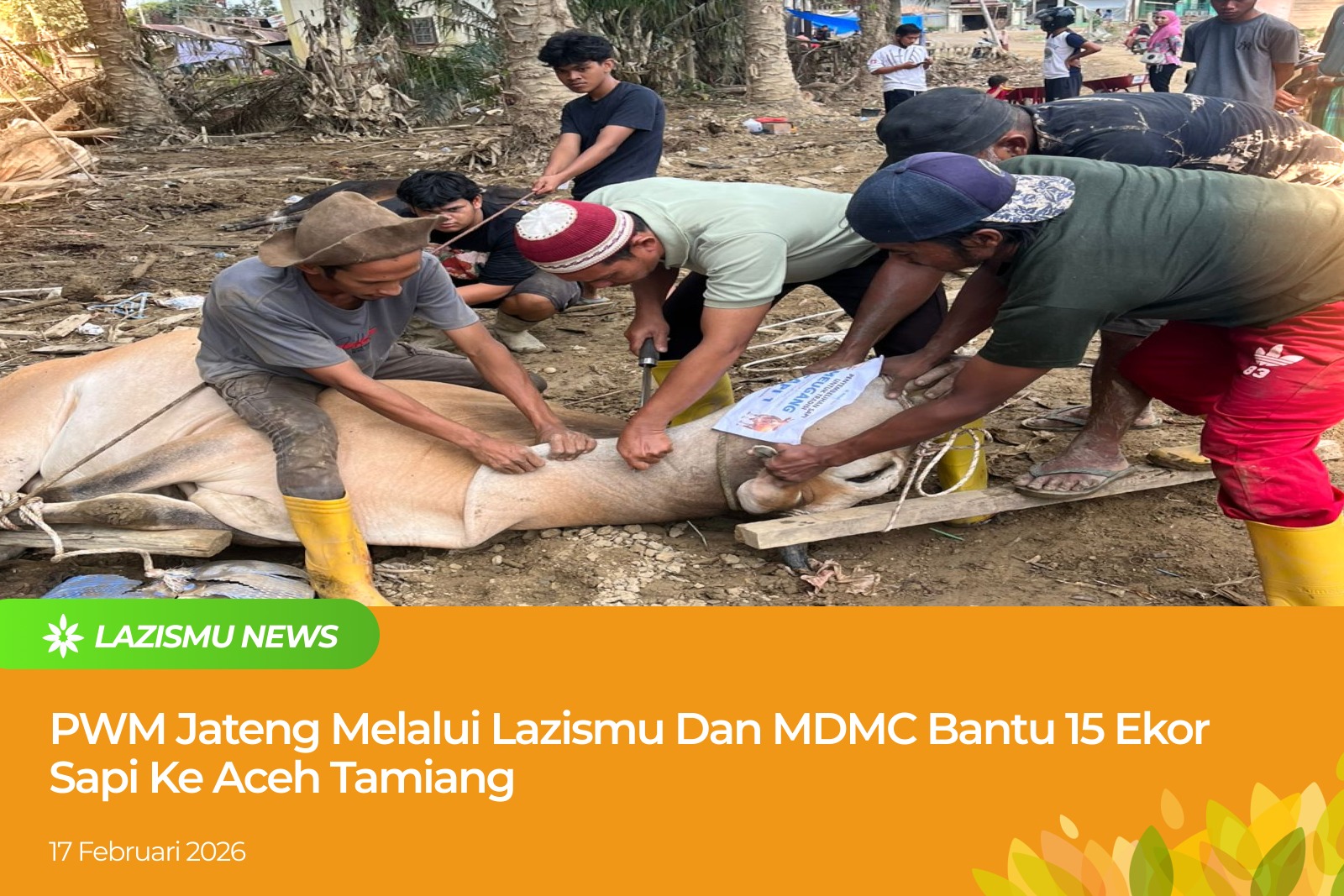 Penyerahan bantuan 15 ekor sapi dari PWM Jawa Tengah melalui Lazismu dan MDMC kepada masyarakat Desa Kotalintang, Aceh Tamiang, untuk tradisi Meugang menyambut Ramadhan.